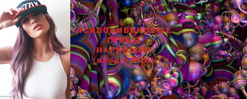 где можно купить   Качканар  Псилоцибиновые грибы Magic Shrooms 